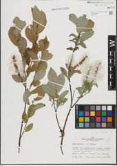Foto von Salix hastata L.